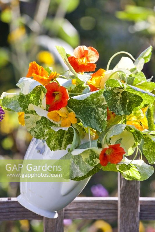 Bunch of nasturtium flowers and foliage in jug hanging on a fence.