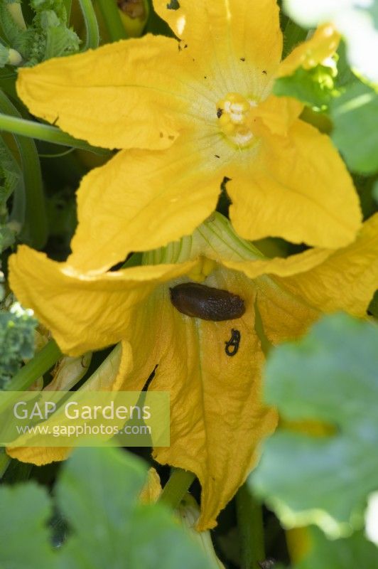 Slug in courgette flower