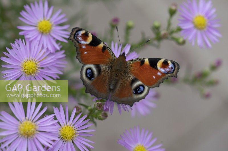 Peacock Butterfly on autumn aster