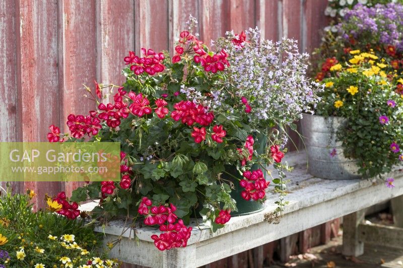 Hanging geranium 'Happy Face Dark Red Mex' and small-flowered mountain mint 'Blue Cloud'