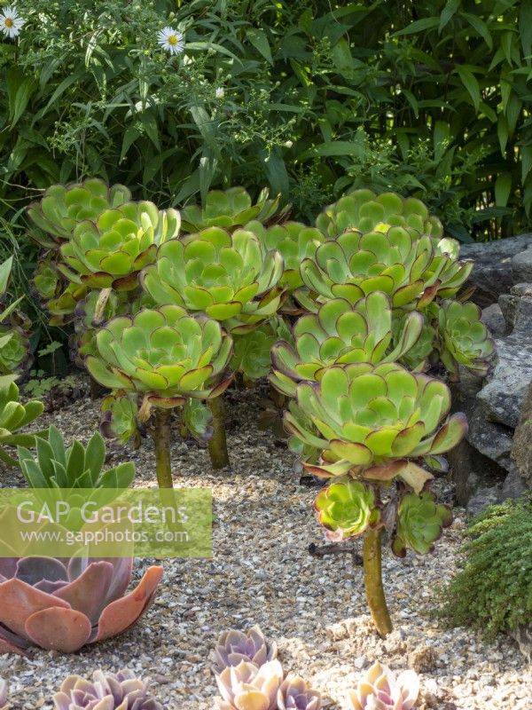 Aeonium cyclops growing in a gravel bed with other succulents