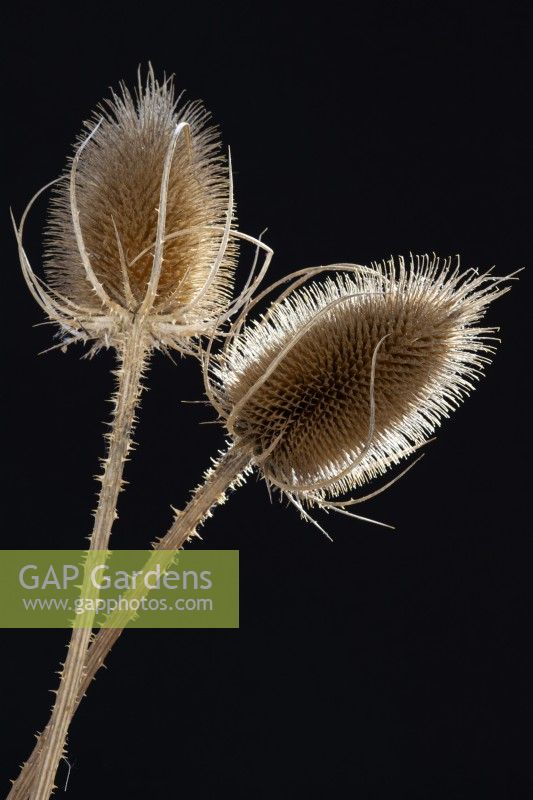 Dipsacus fullonum common teasel dried flower seedhead