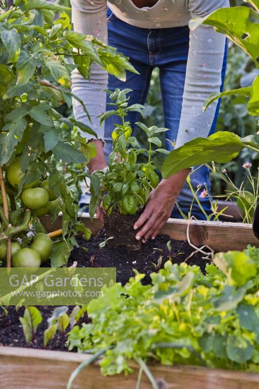 Woman planting basil in raised bed next to tomato.