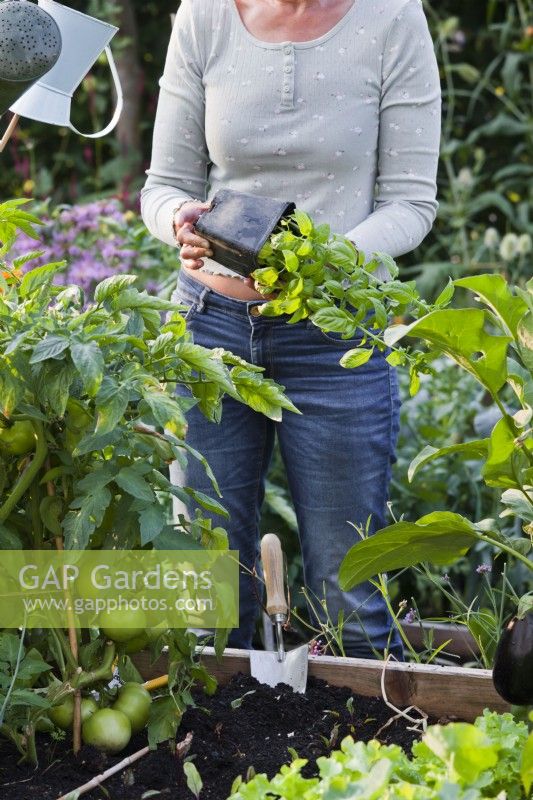 Woman planting basil in gap between tomato and aubergine .