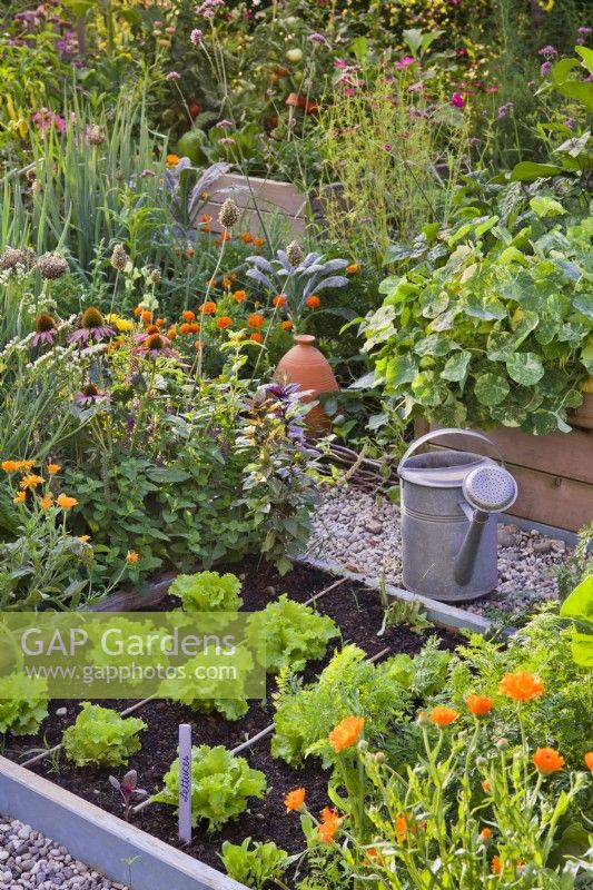 Raised beds in kitchen garden full of groving crops, flowerbed and watering can on gravel path.