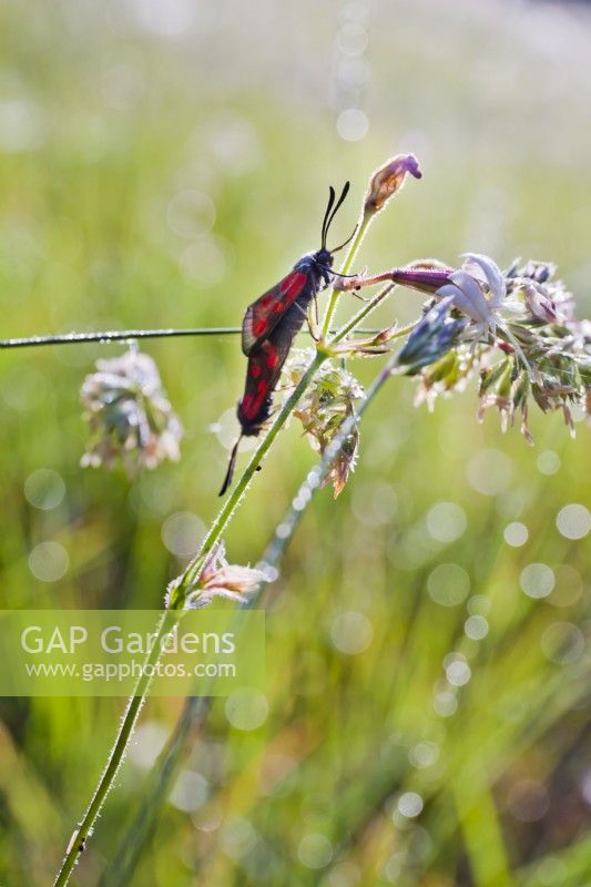 Couple of Zygaena filipendulae - Six spot burnet moth enjoying morning sun.