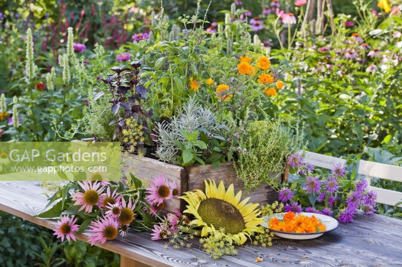 Wooden crate with herbs including thyme, pot marigold, fennel, sage, basil, lavender and mint. Picked  echinacea, sunflower, monarda and pot marigold flowers on enamel plate.