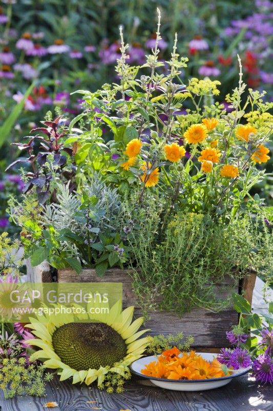 Wooden crate with herbs including thyme, pot marigold, fennel, sage, basil, lavender and mint. Picked pot marigold flowers on enamel plate.