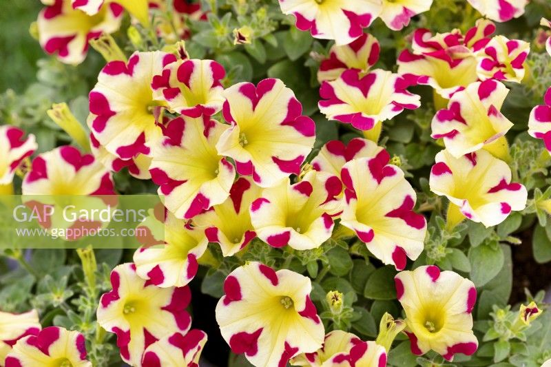 Petunia Amore Queen of Hearts, summer July