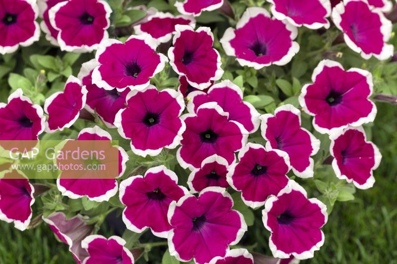 Petunia Red Carpet Collection RIMarkable, summer July