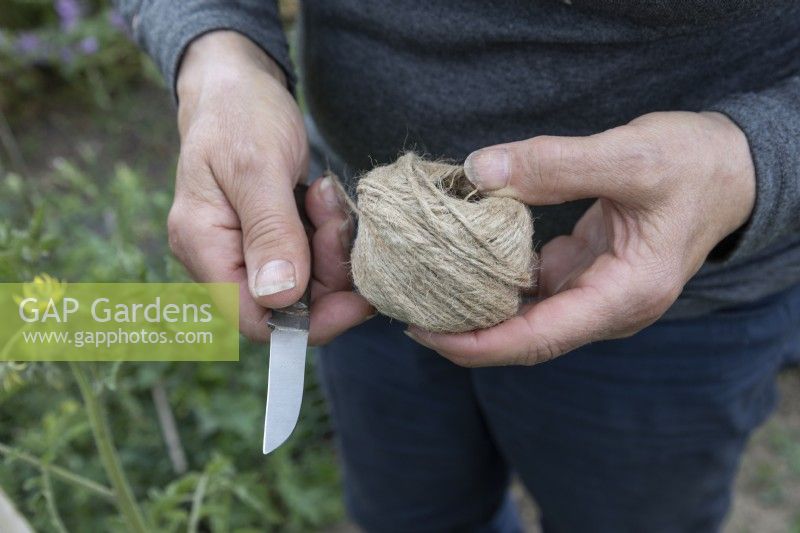 A ball of hemp string and a sharp knife, essential tools for tying in semi determinate tomato plants