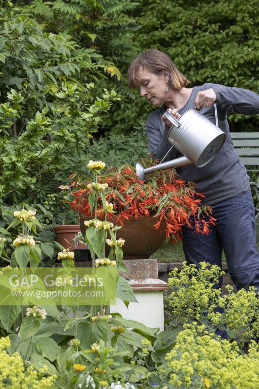 Woman watering Begonia 'Bonfire' planted in a shallow terracotta pot on wall.  Metal watering can.