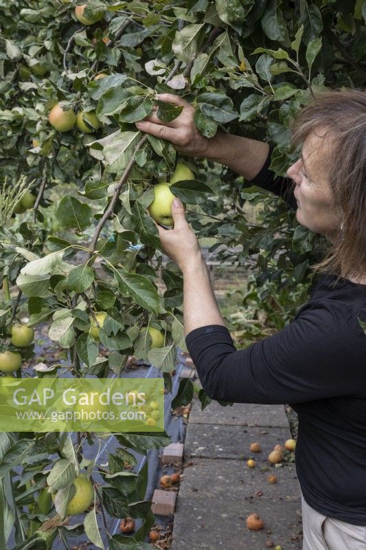 Woman picking apples on allotment plot