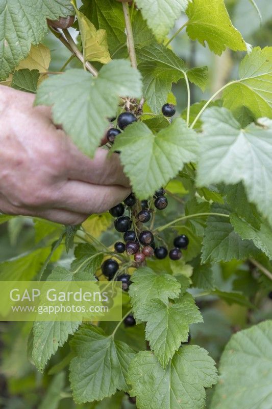 Picking blackcurrants on allotment. Blackcurrant 'Wellington  XXX', June 2022, summer