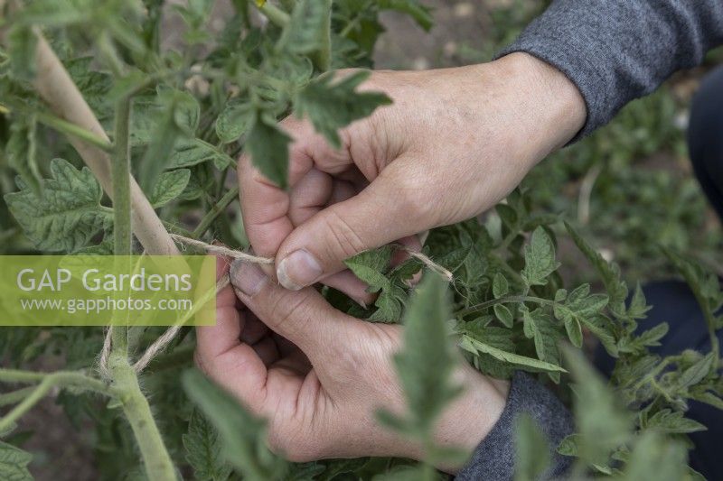 Tying in outdoor tomatoes, using hemp string. Tomato ''Costoluto Fiorentino'. June 2022, summer.