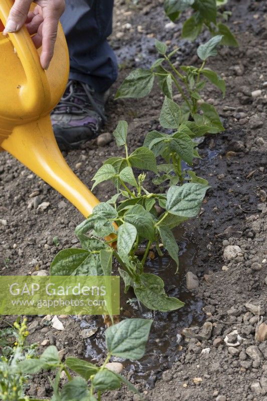 Watering direct sown french beans, using yellow watering can. French bean: 'Boston'.