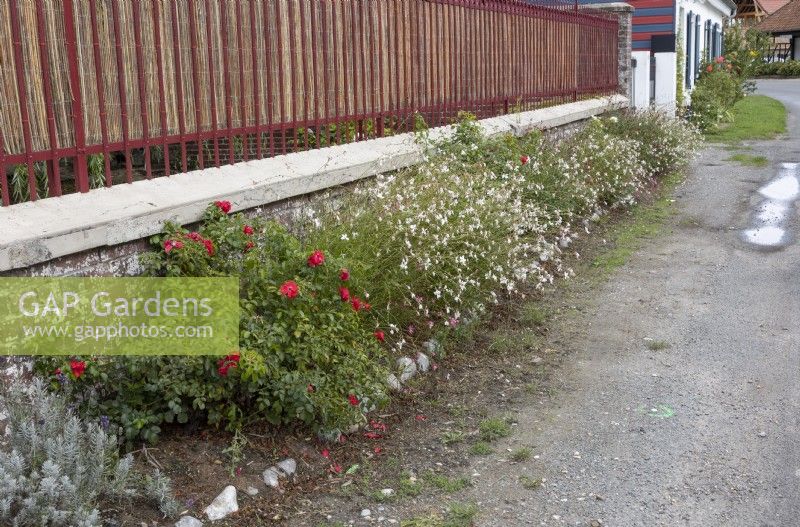 Roadside planting in village, Northern France.  Gaura and roses planted against wall.  No footpath or grass verge.  Stone edging. Late summer, early September.