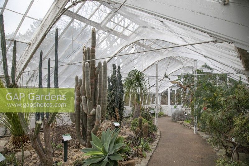 Cacti in the greenhouse at Birmingham Botanical Gardens - January 