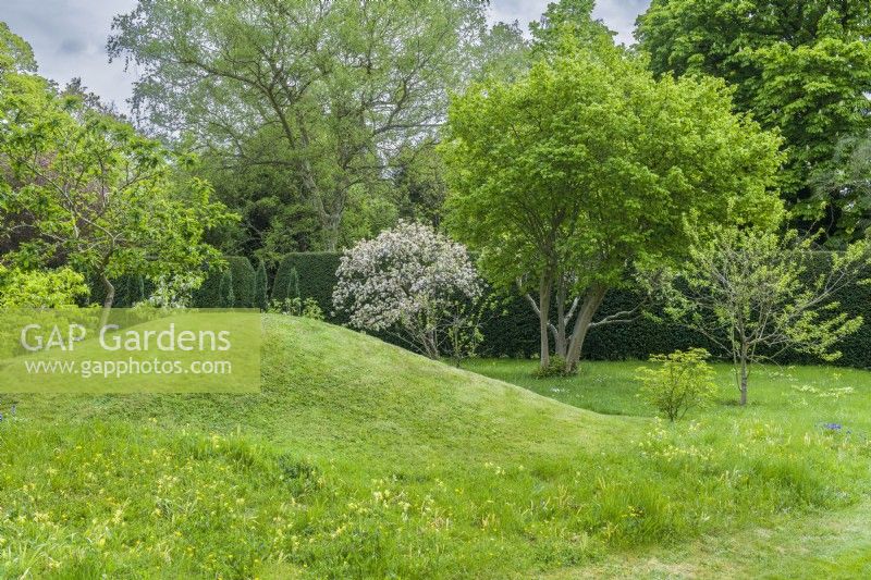 Grassy, contoured earth mound in a large garden with naturalised cowslips. May