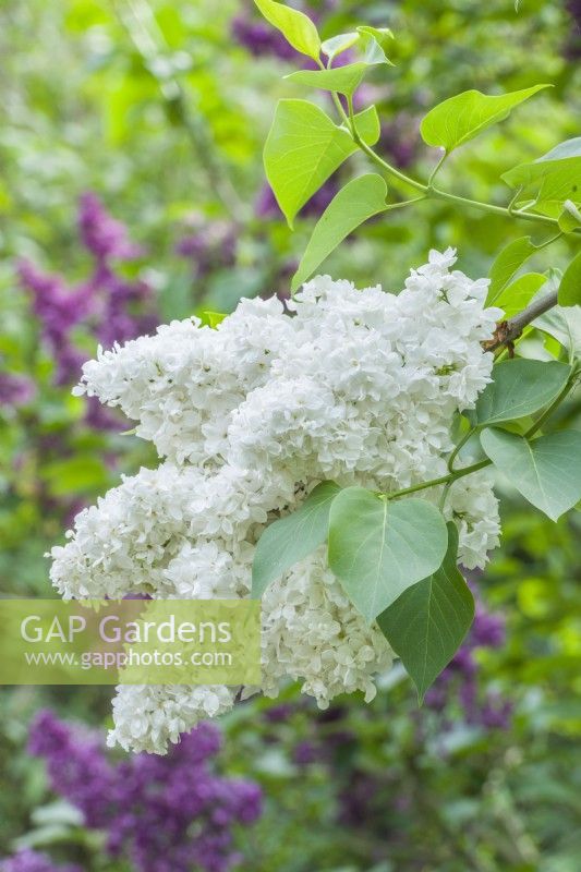 Syringa vulgaris 'Madame Lemoine'. May. Double highly scented flowers in late spring or early summer.