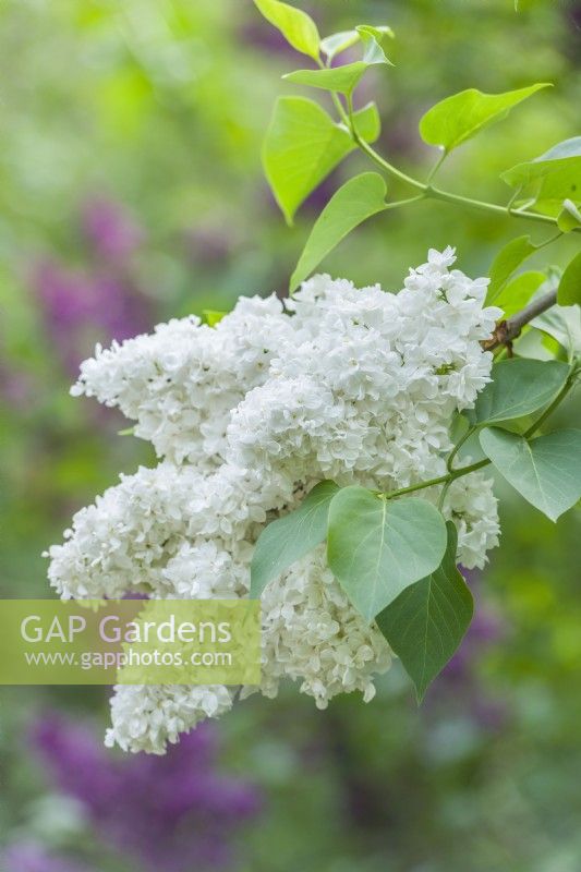 Syringa vulgaris 'Madame Lemoine'. May. Double highly scented flowers in late spring or early summer.
