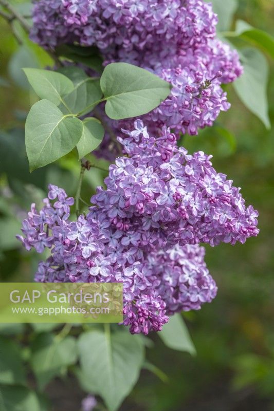 Syringa vulgaris 'Charles X'. May. Highly scented single flowers in late spring or early summer.