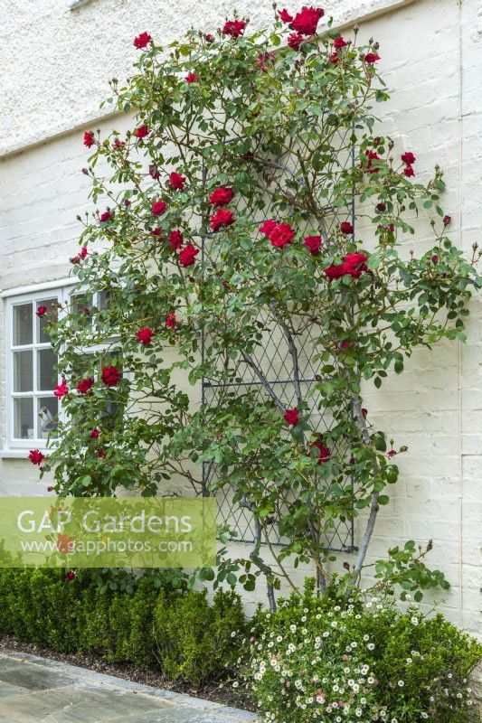 Red climbing rose trained on galvanised wirework trellis attached to painted wall of house. May