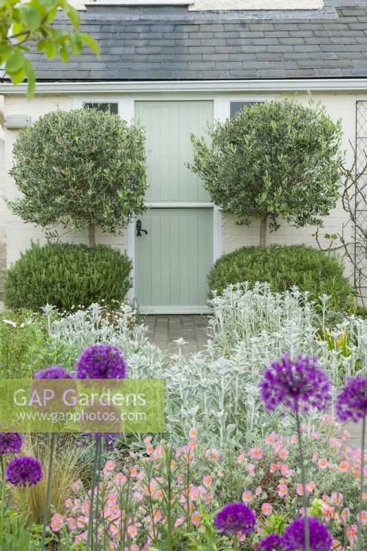 Clipped rosemary bushes and Olea europaea - olive trees, on each side of back door of house. Stachys lanata - lamb's ears, alliums and helianthemums - rock roses. May