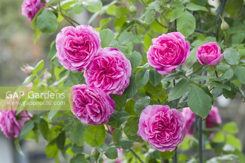 Rosa Gertrude Jekyll syn. 'Ausbord'. Double pink highly scented flowers, May.