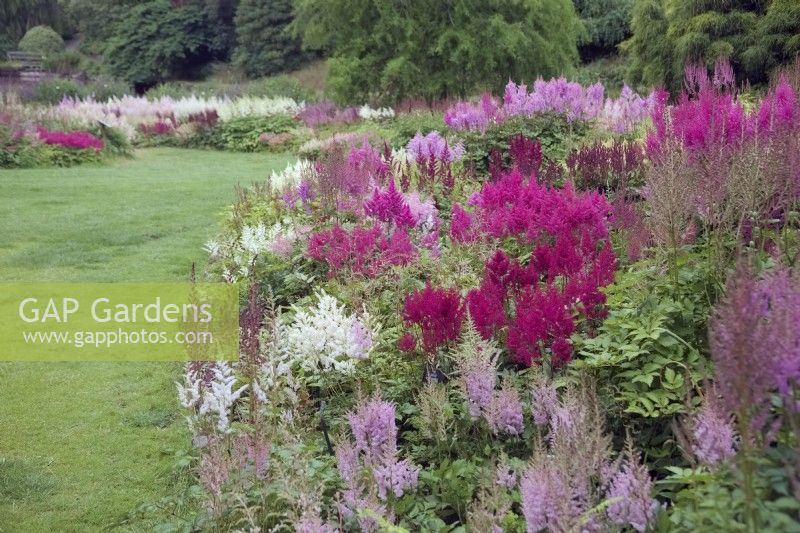 Part of the National Collection of Astilbe at Marwood Hill Gardens, Devon, UK