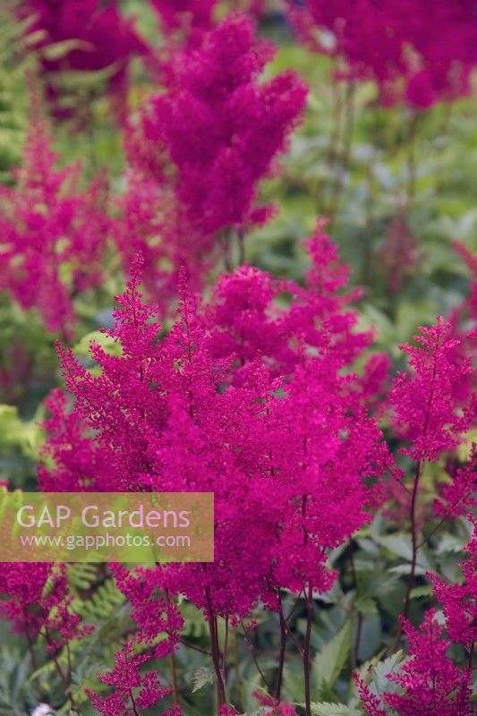 Astilbe 'Red Baron'