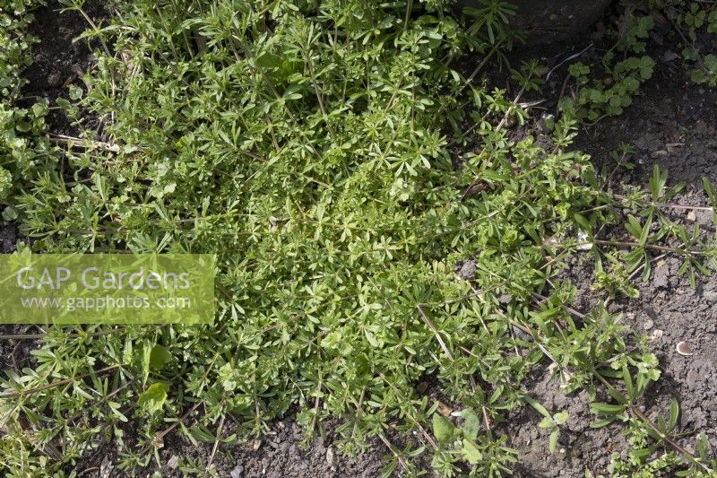 Cleavers,  Galium aparine, common weed of vegetable plots