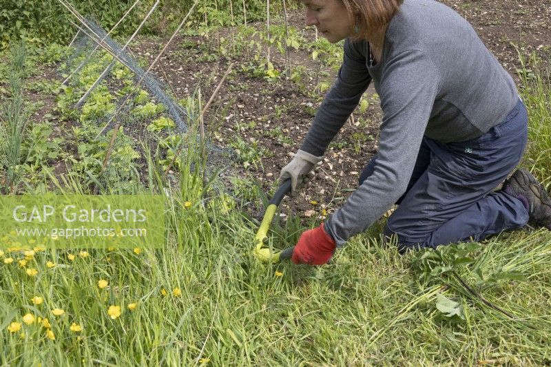 Woman using shears to cut grass on allotment pathway