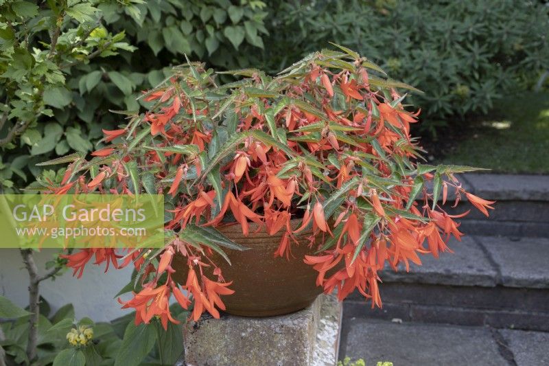 Begonia 'Bonfire' in shallow terracotta pot on ledge, as centrepiece