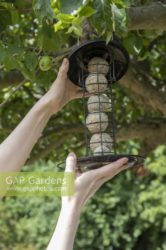 Hanging fat ball bird feeder in tree