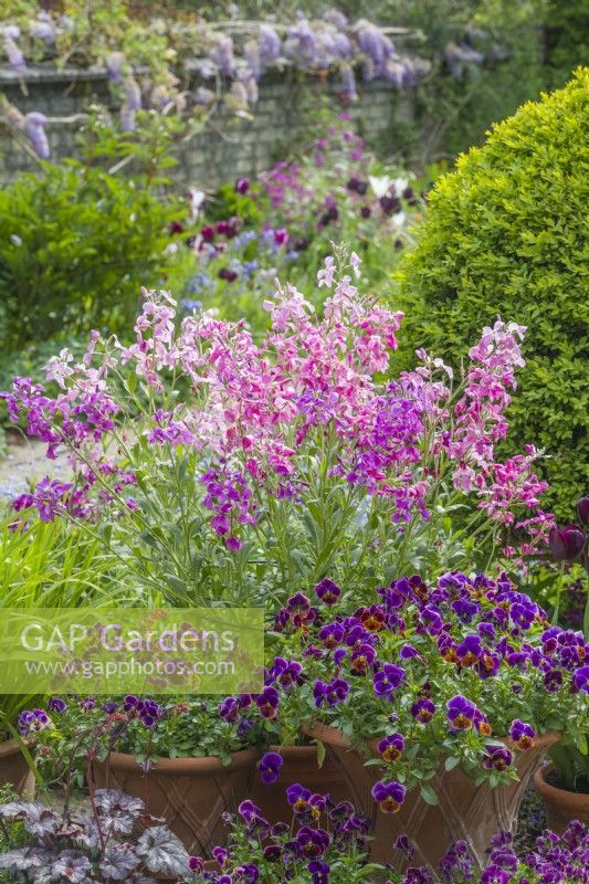 Matthiola incana. A display of pink, purple and white single-flowered stocks growing in a container on a patio with pots of violas. May