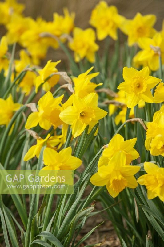 Narcissus pseudonarcissus, spring May