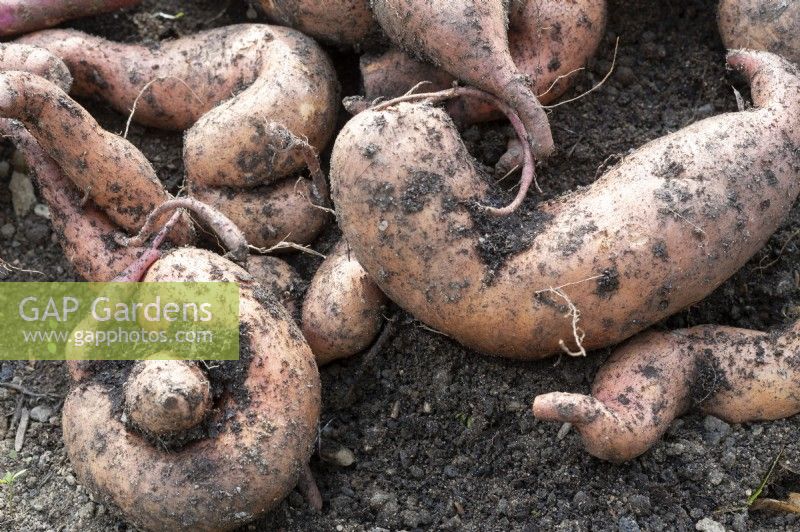 Harvesting sweet potatoes in the vegetable patch