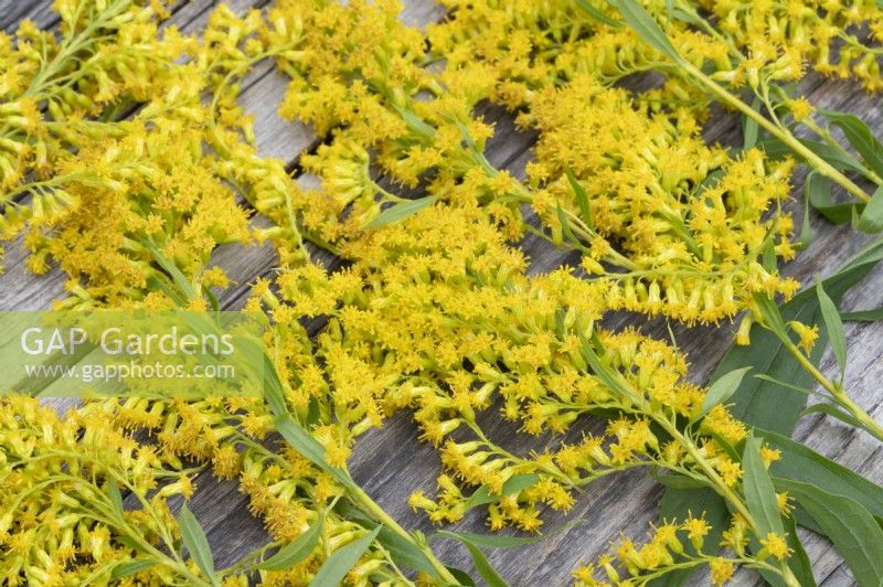 Drying goldenrod flowers for tea
