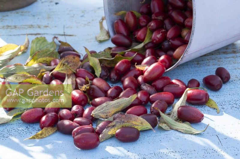 Fruits of cornelian cherry 'Schonbrunner Gourmet Dirndl