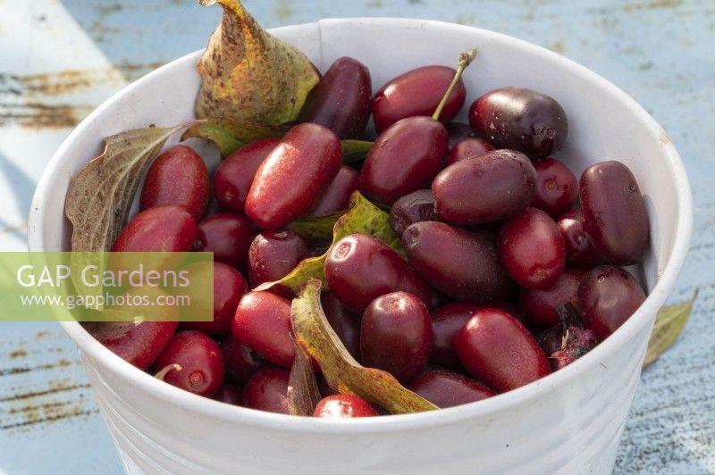 Fruits of cornelian cherry 'Schonbrunner Gourmet Dirndl'