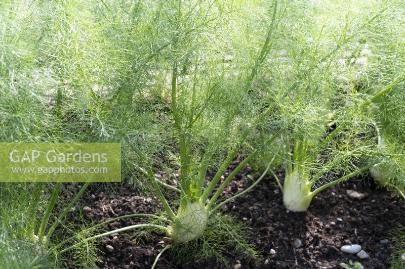 Tuberous fennel in the vegetable bed