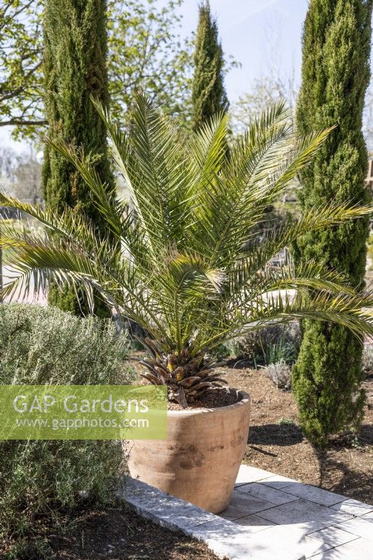 Phoenix canariensis in pot, spring May