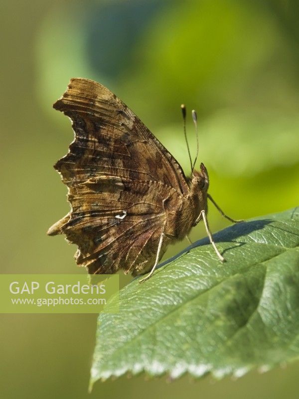 Polygonia c-album - Comma Butterfly on rose leaf showing underside of wing
