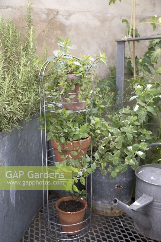 A mixture of herbs growing in containers in a small space