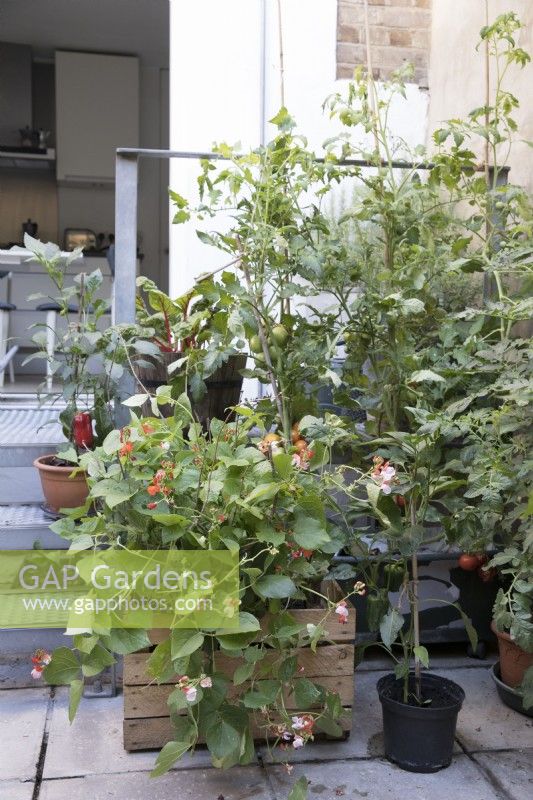 Growing vegetables in an urban environment
