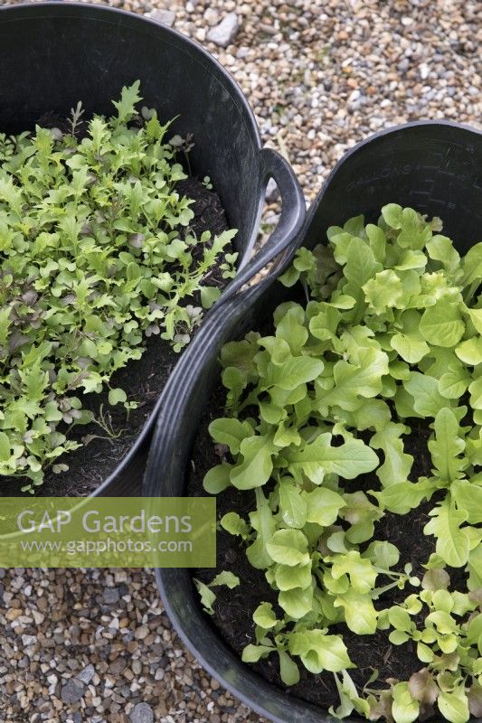 Growing different lettuce varieties in plastic trugs to protect from wind
