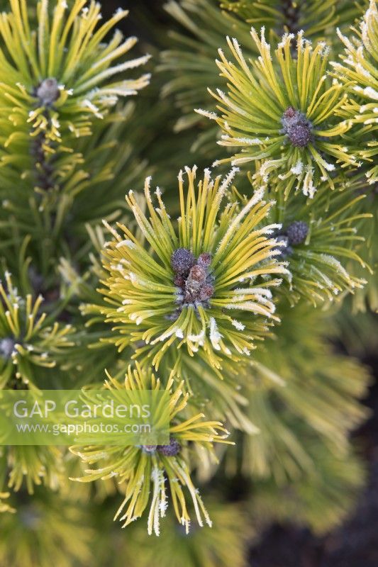 Pinus mugo 'Winter Gold' - Dwarf mountain pine in the frost