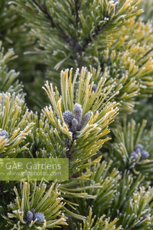 Pinus mugo 'Winter Gold' - Dwarf mountain pine in the frost