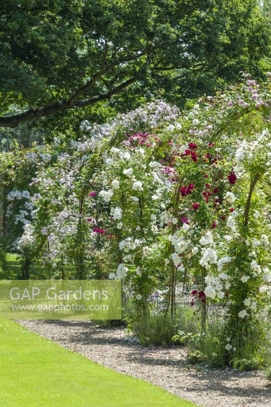 View of Rose arbour walkway. June. Rambler roses trained on wrought iron framework.